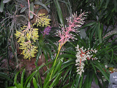 Bromeliad Orchid