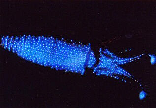 Glowing Firefly Squids in japan ~ Facts: Things That You Never Knew