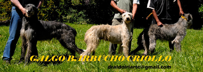 galgo barbucho criollo