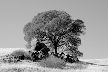 Lonely Tree at Mt. Diablo, California