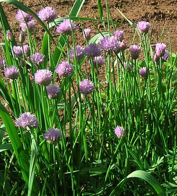 In the Garden and More: January 2011