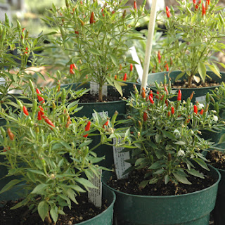 Sage Gardener Growing Chili Peppers Indoors Growing Chili Peppers Indoors