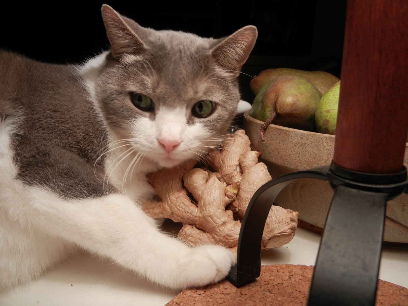 MY LIFE BY BUSTER: More About Snow and a Mean Cat