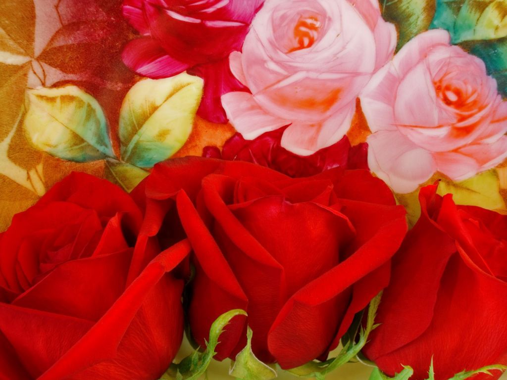 Descargar rosas rojas ver imagenes Softonic