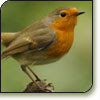 Vogels tellen