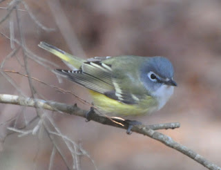 Blue-headed Vireo at Audubon's Francis Beidler Forest by Mark Musselman