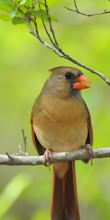Female Northern Cardinal, Summerville, SC by Mark Musselman