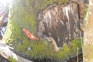 Beaver sign at Audubon's Francis Beidler Forest by Mark Musselman