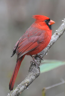 Male Northern Cardinal at Audubon's Francis Beidler Forest by Mark Musselman