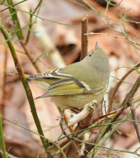 Female Ruby-crowned Kinglet at Audubon's Francis Beidler Forest by Mark Musselman