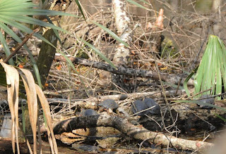 Spotted Turtles at Audubon's Francis Beidler Forest by Mark Musselman