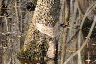 Beaver sign at Audubon's Francis Beidler Forest by Mark Musselman