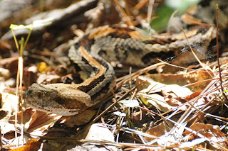 external image DSC_7241.JPG