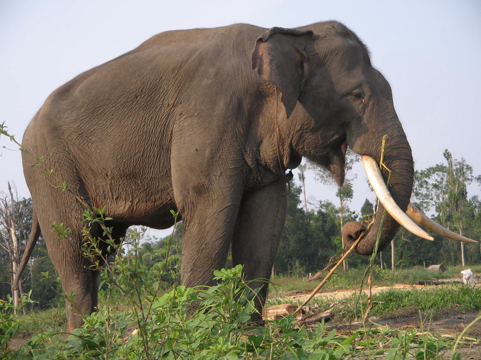 gajah sumatera