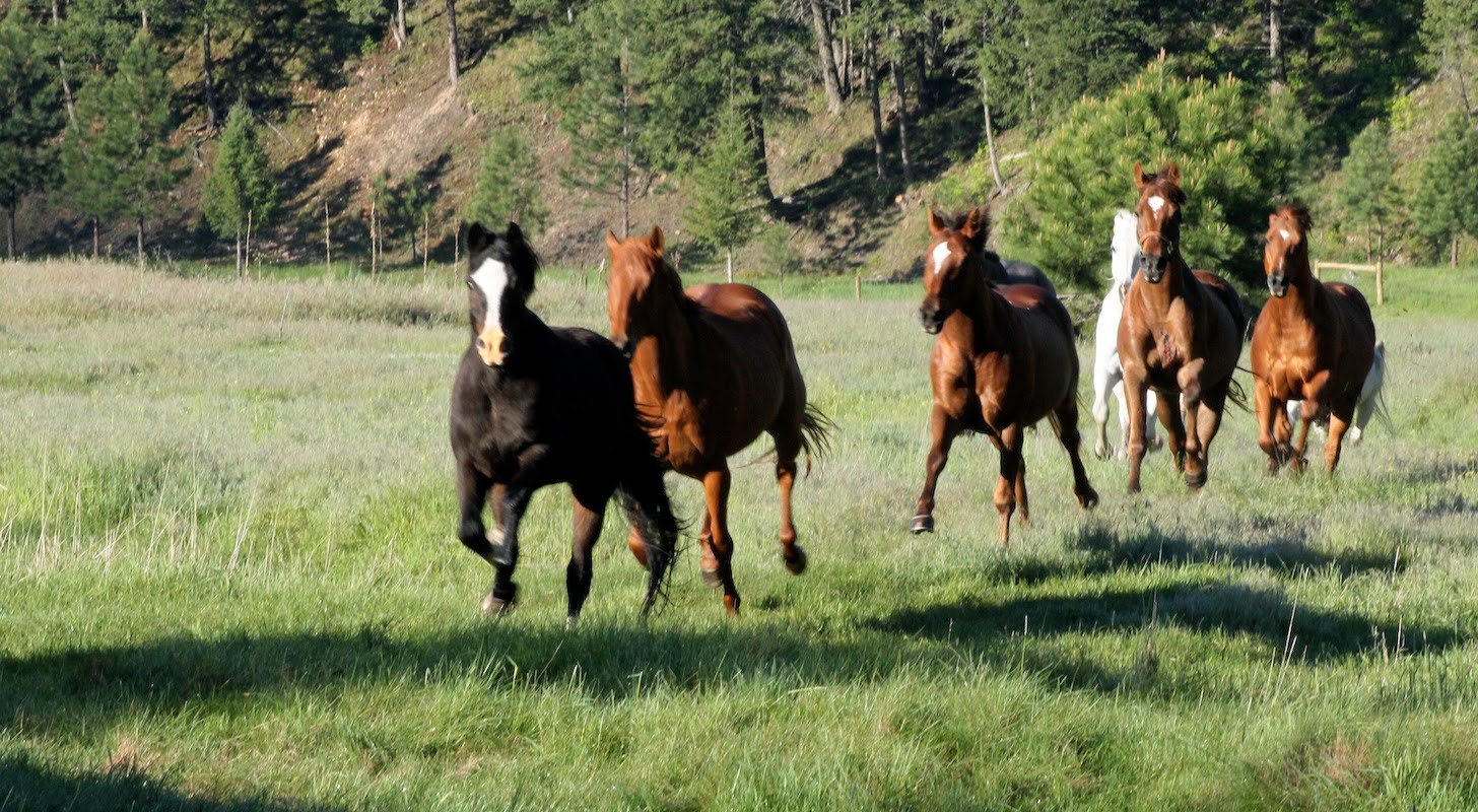 Kaimanawa Horses Tour Kaimanawa Horses Tour