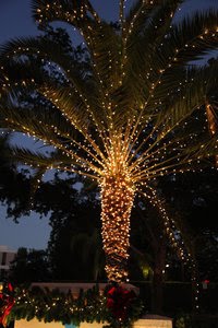 [3245196-Naples-Christmas-Tree-1.jpg]