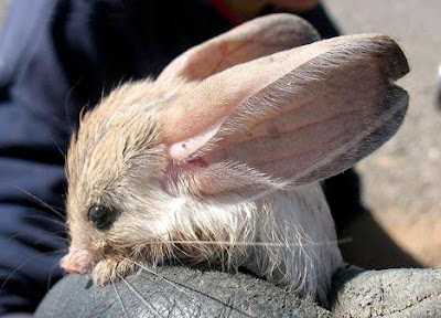 Pezones-Raros Un Mundo Animal*•.¸: LOS ANIMALES MAS RAROS DEL MUNDO.
