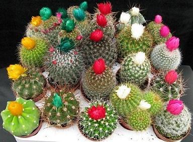 [cactus9.jpg]