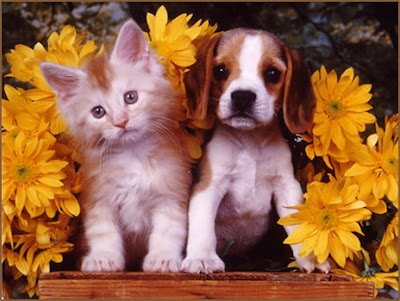 pictures of dogs and cats together