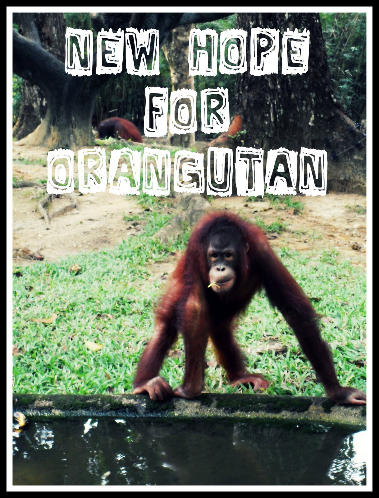 New Hope for Orang Utan