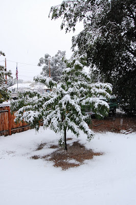 Poor little baby tree!