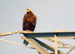 Spanish Eagle in El Pardo