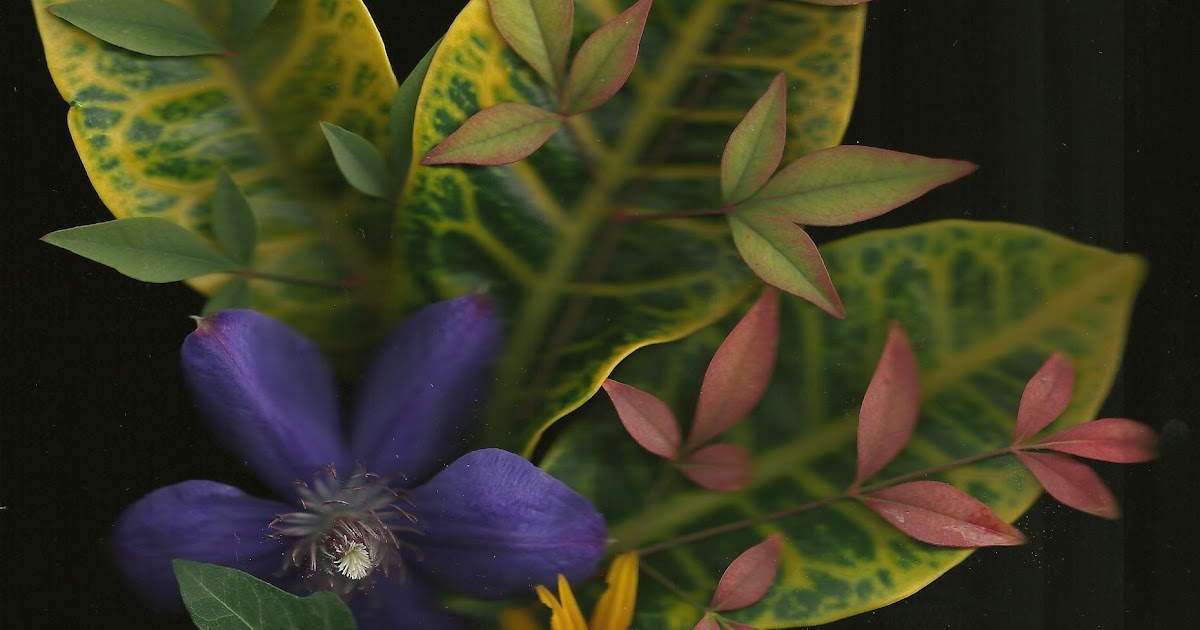 Signature Gardens Garden Scans for October