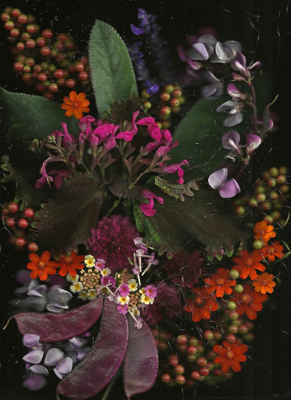 Signature Gardens Garden Scans for October