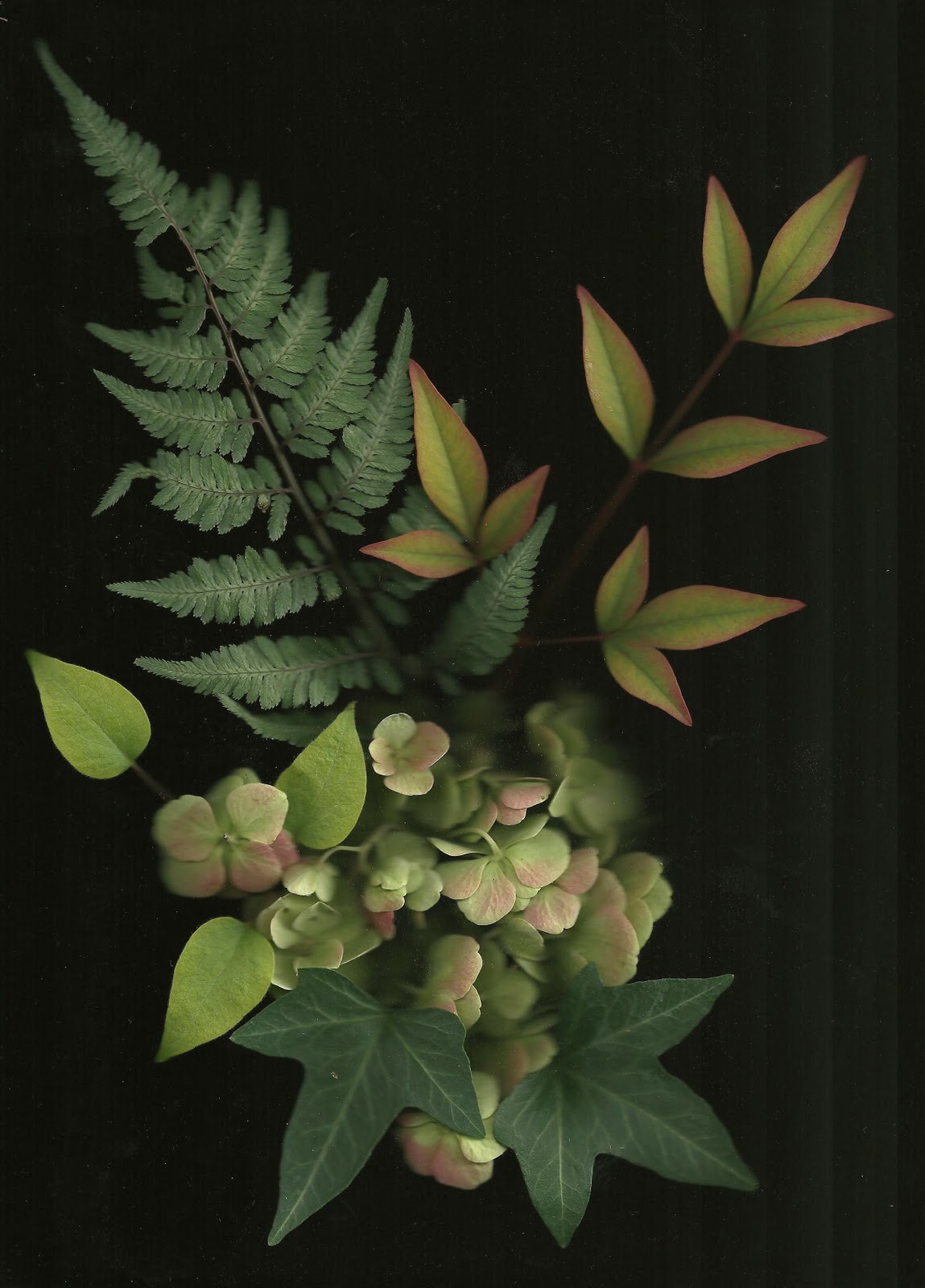 Signature Gardens Garden Scans for October