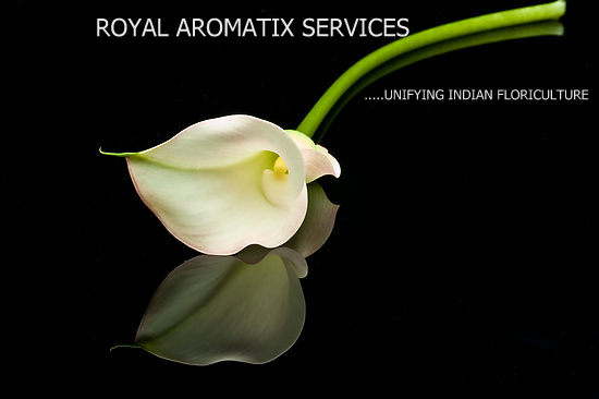 Royal Aromatix Export