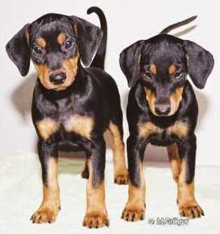 Pictures of German Pinscher Puppies