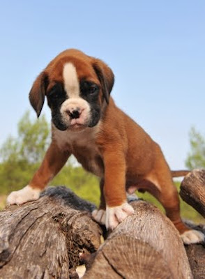 Boxer Puppies 001