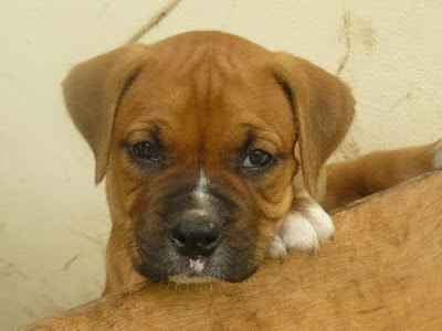 Boxer Puppies 003