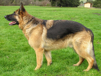 German Shepherd Dog