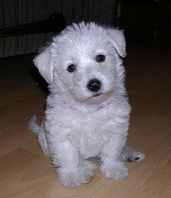 West Highland White Terrier Breed Standard