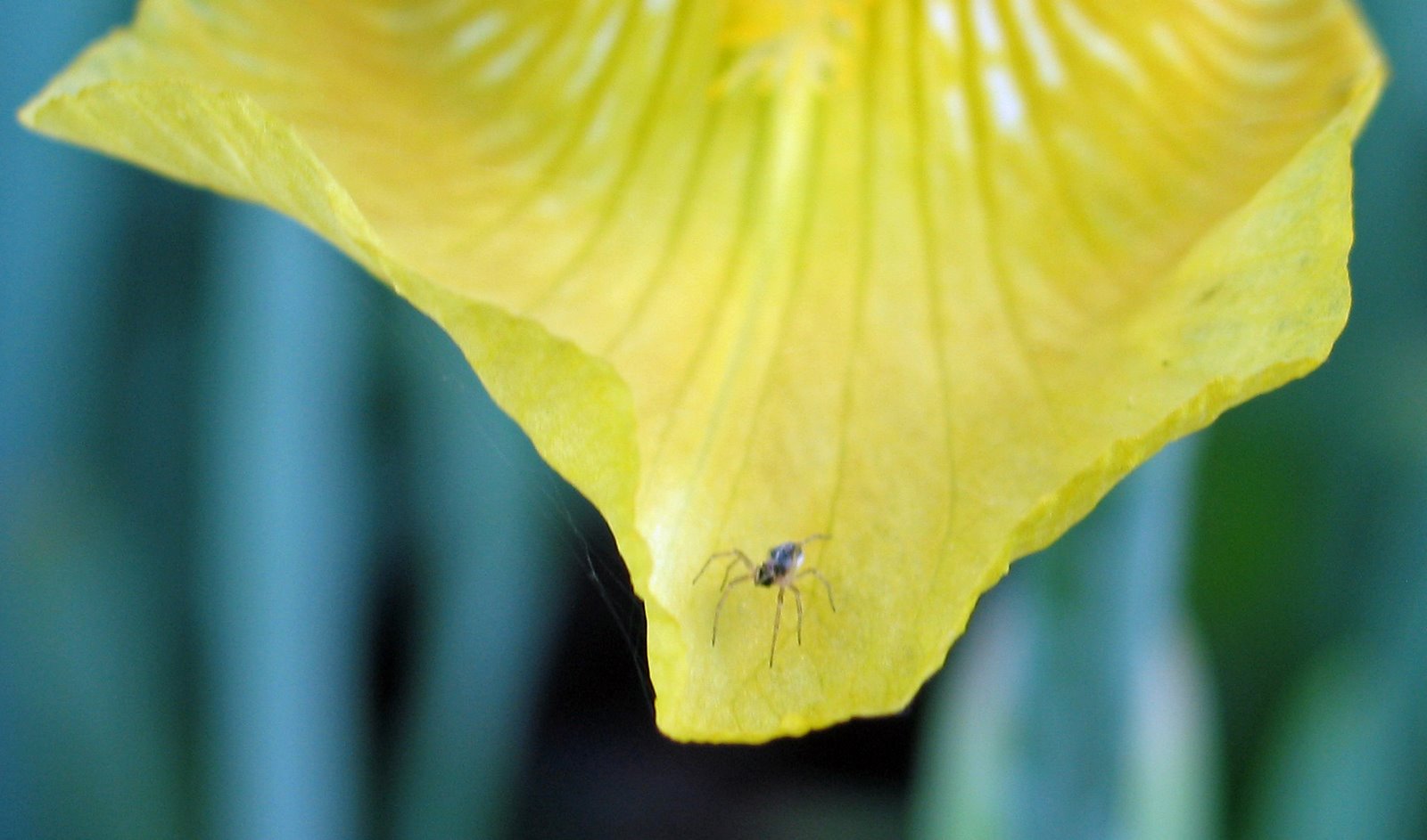 [spider+home+close+up.jpg]