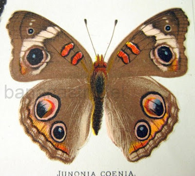 American Butterflies