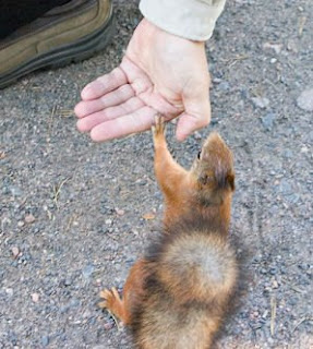 Squirrel High Five