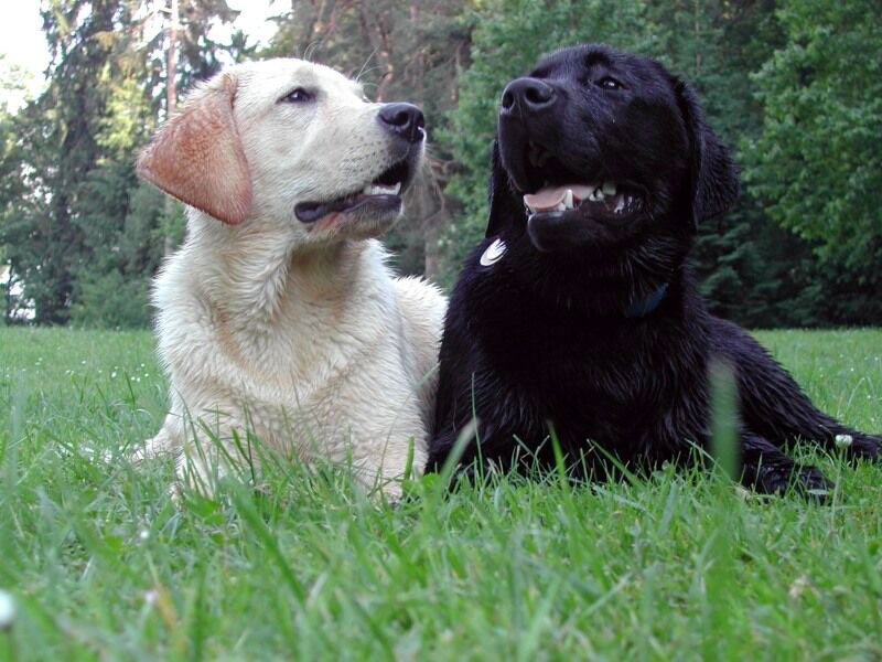 Labrador Retriever Colors Dog Breeds Index