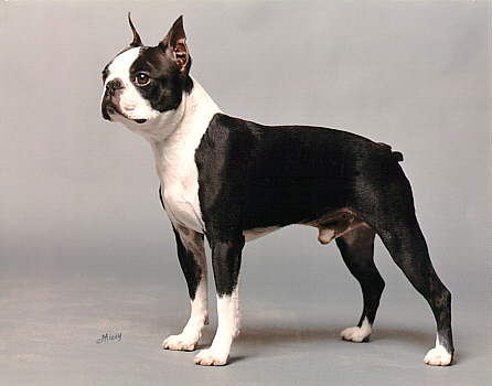 chicken reeds chart with dog breeds chart. chicken reeds chart with