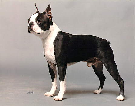 names of dog breeds and pictures. Dog Breeds: Boston Terrier