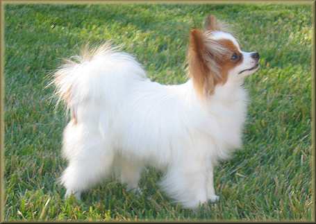 chion yorkies for sale papillon mix chihuahua chion yorkies for sale papillon mix chihuahua
