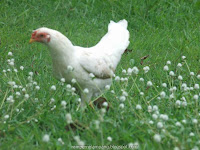 ไก่ขาวใช้เป็นตราประจำเมืองเมืองลำปางมีที่วัดกู่คำ