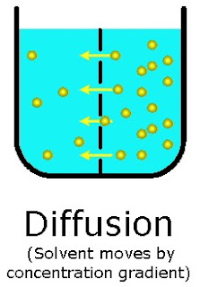 the principals and practices of diffusion and osmosis Facilitated diffusion involves transport proteins, and active transport does not active transport requires energy from atp, and facilitated diffusion does not facilitated diffusion can move solutes against a concentration gradient, and active transport cannot. the principals and practices of diffusion and osmosis Facilitated diffusion involves transport proteins, and active transport does not active transport requires energy from atp, and facilitated diffusion does not facilitated diffusion can move solutes against a concentration gradient, and active transport cannot.