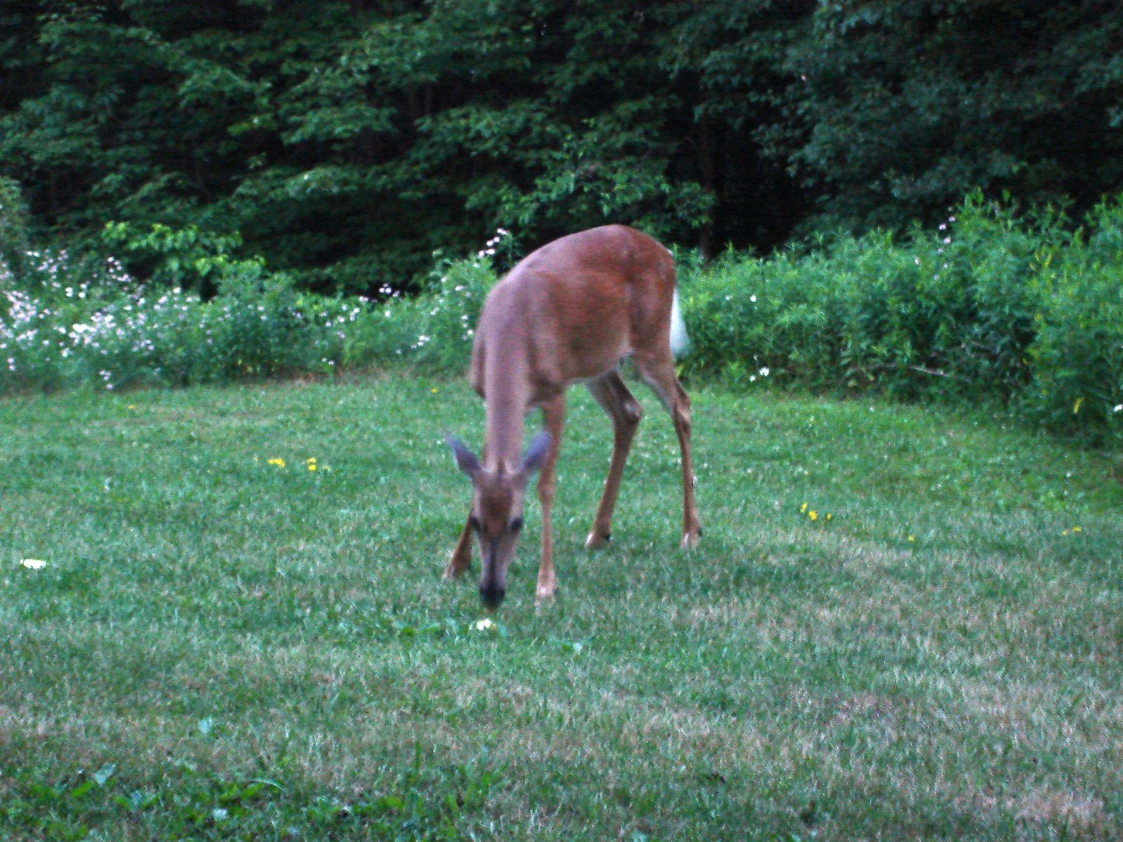 [Feeding+The+Deer.JPG]