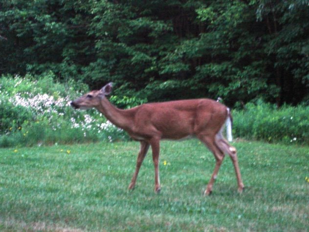 [FeedingTheDeer1.JPG]