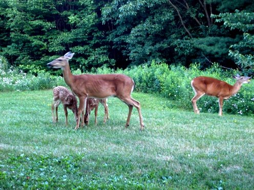 [DeerFamily.JPG]