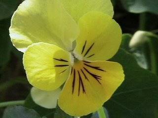 [YellowPansy.jpg]