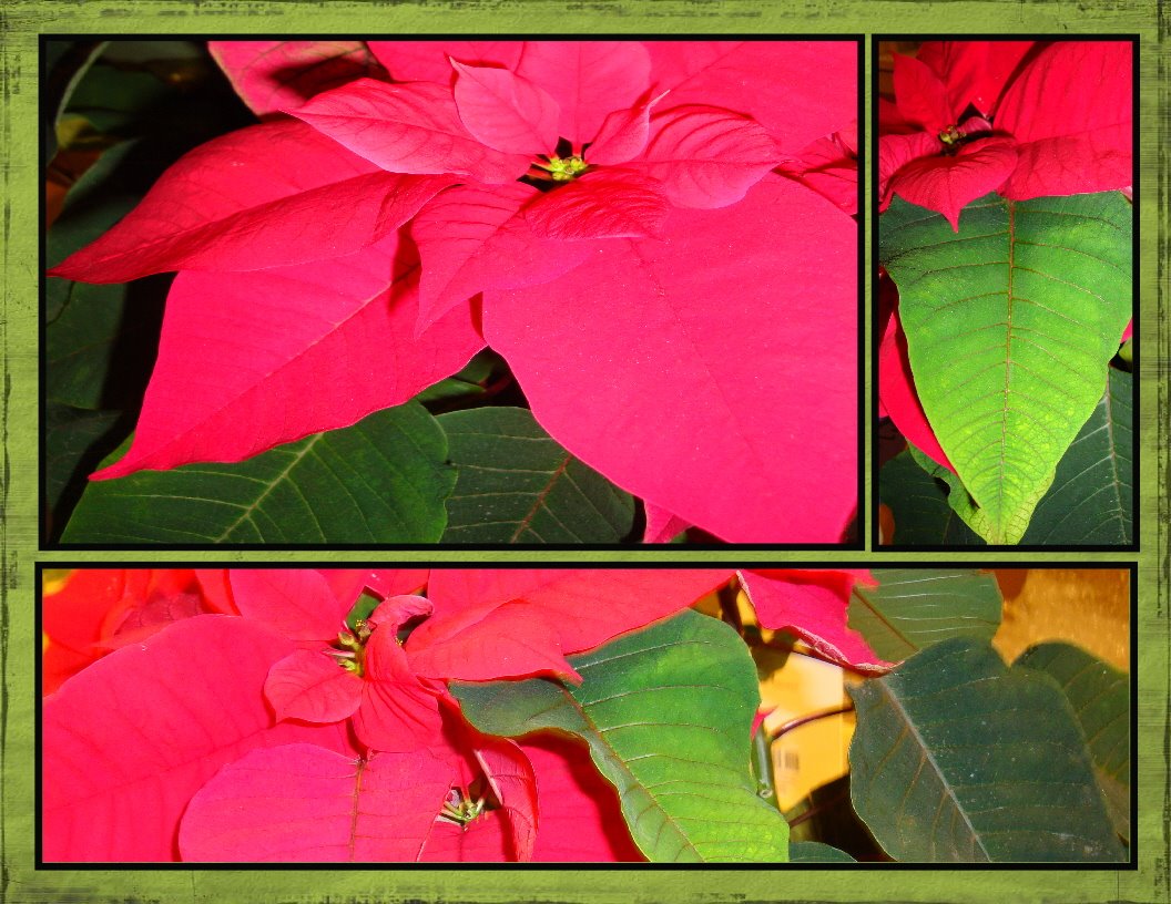 [Poinsetta.JPG]