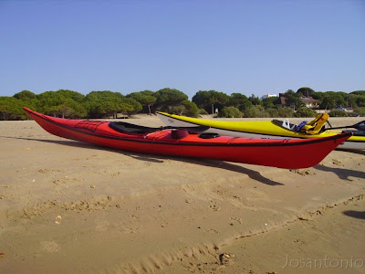 Pacific roja
